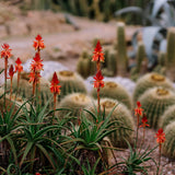 Etikette | Wilpena Room Mist | Cactus Flower